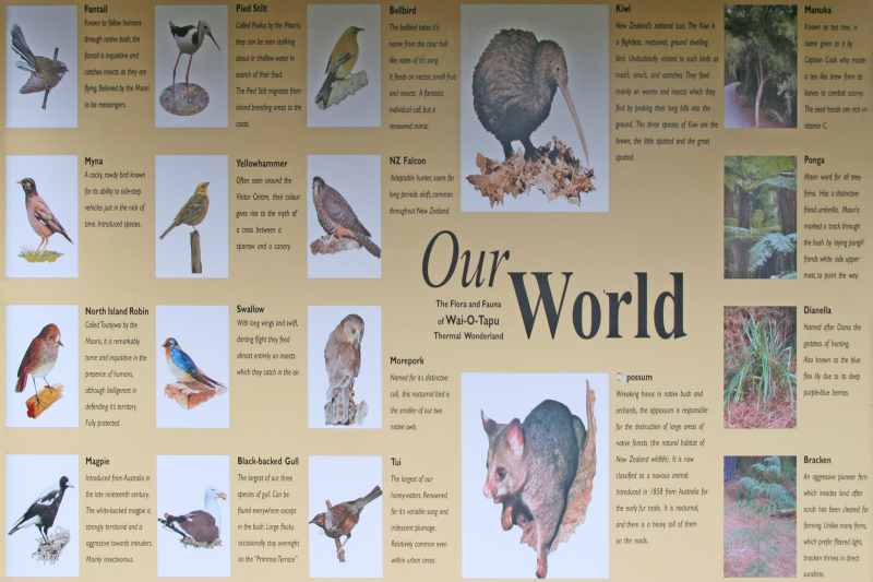 Nieuw-Zeeland 2011 - 0773